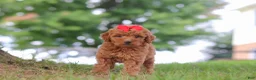 Mini Goldendoodle dogs for sale: Elvira - Ad 1