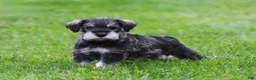 Miniature Schnauzer dogs for sale: Katniss - Ad 1