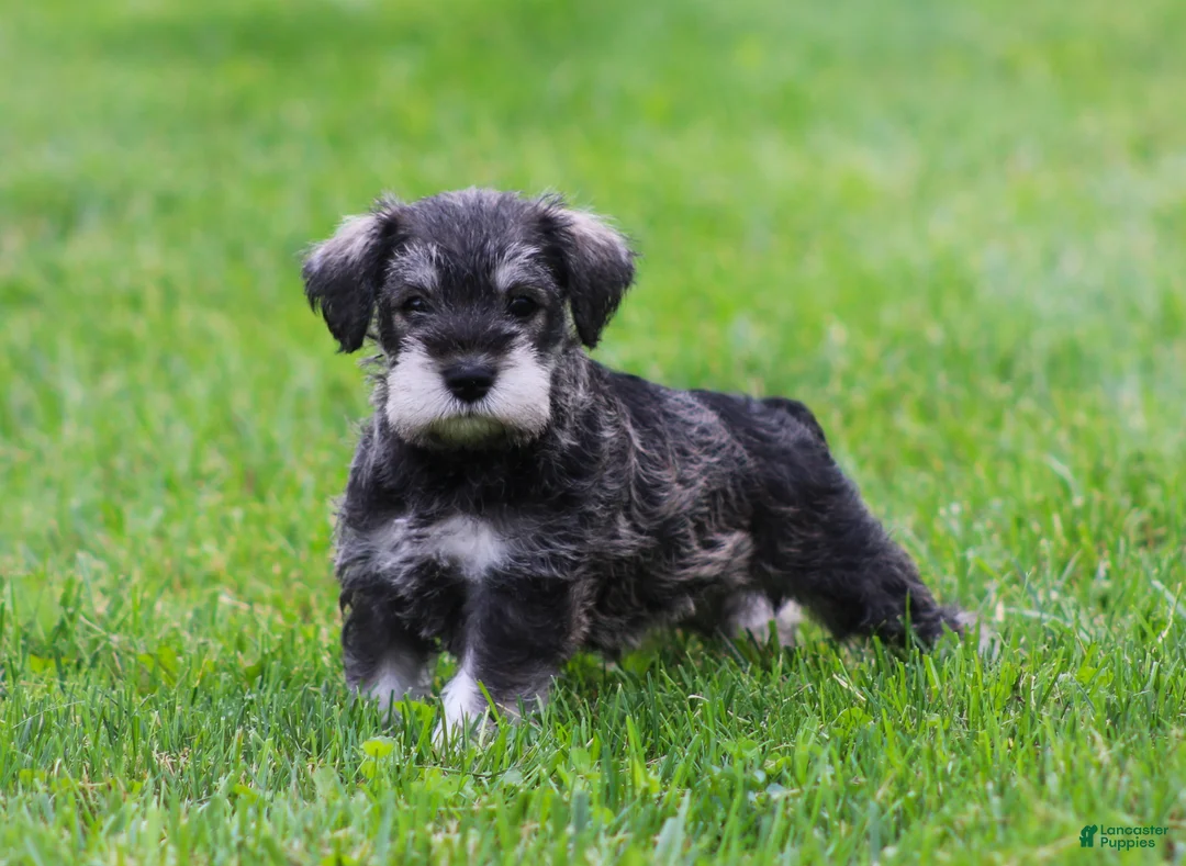Miniature Schnauzer dogs for sale: Katniss - Ad 1