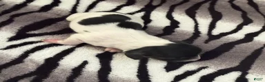 Black and cream pie 