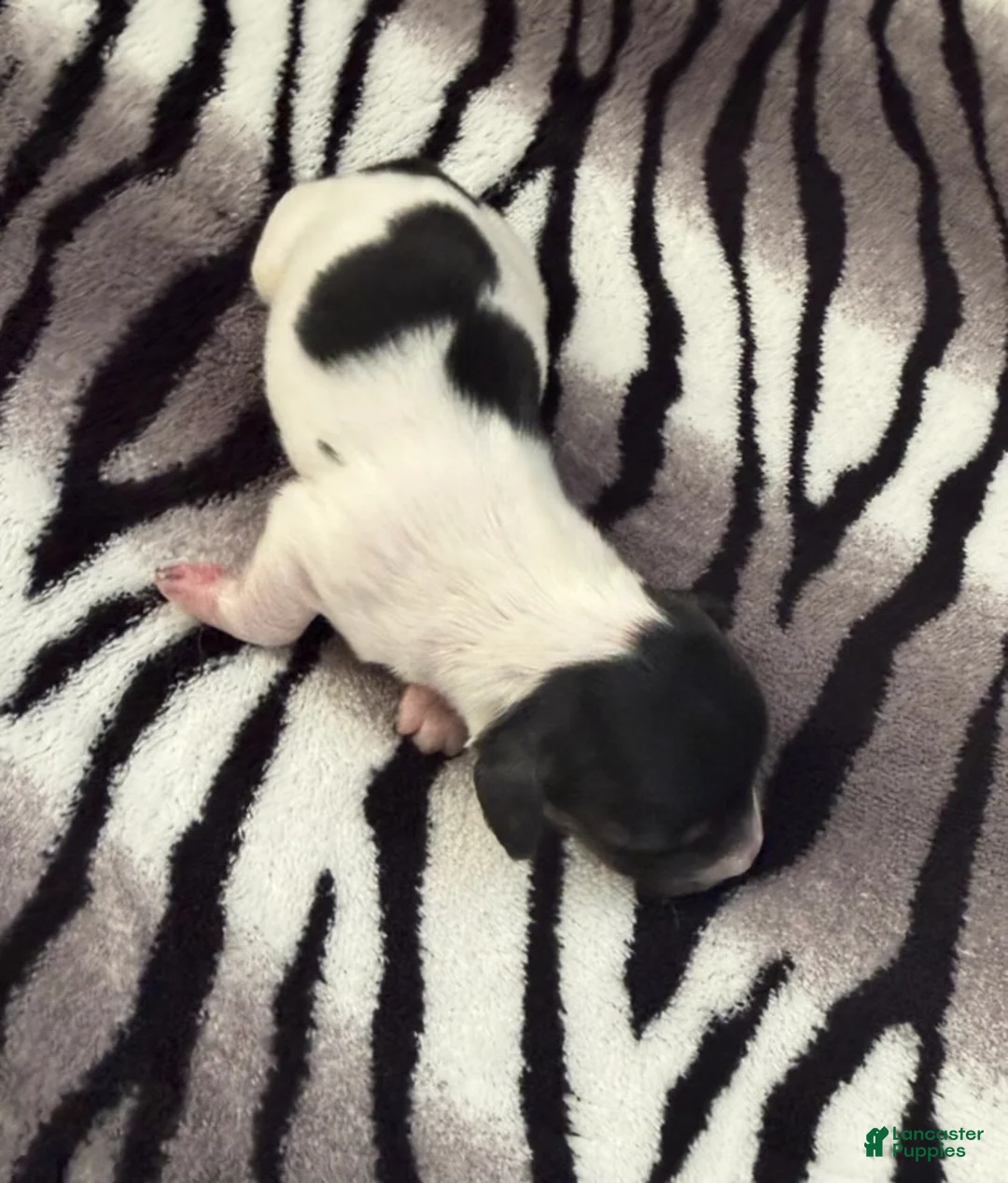 Dachshund dogs for sale: Black and cream pie  - Ad 1