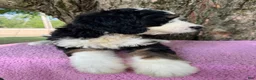 Bernedoodle dogs for sale: Daisy  - Ad 3