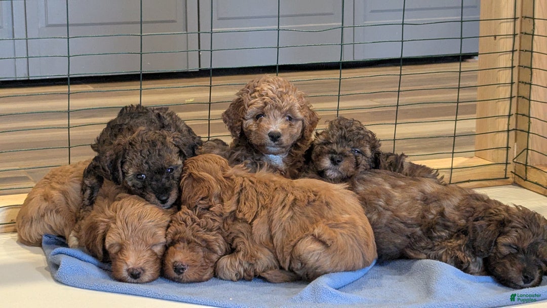 Mini Aussiedoodle dogs for sale: Hazel - Ad 13