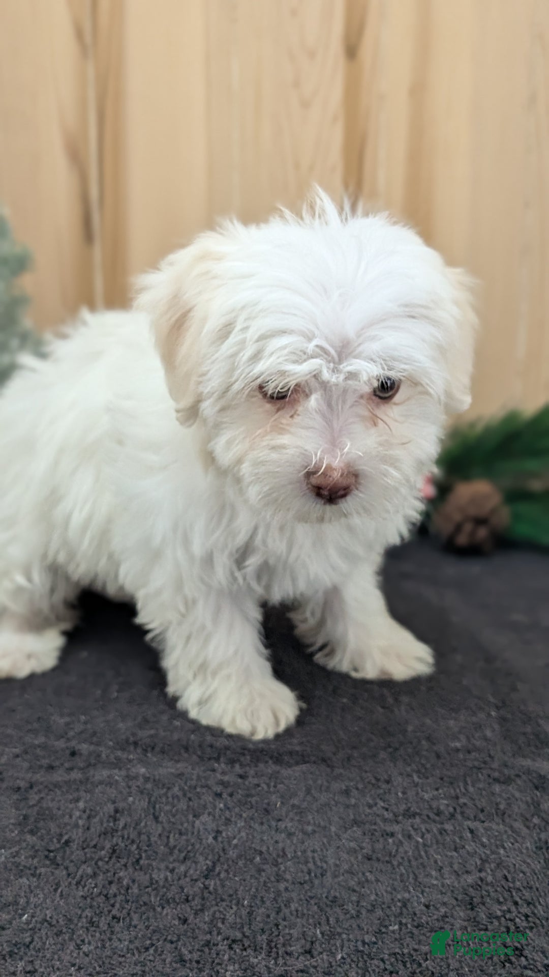 Havanese dogs for sale: Mya - Ad 14