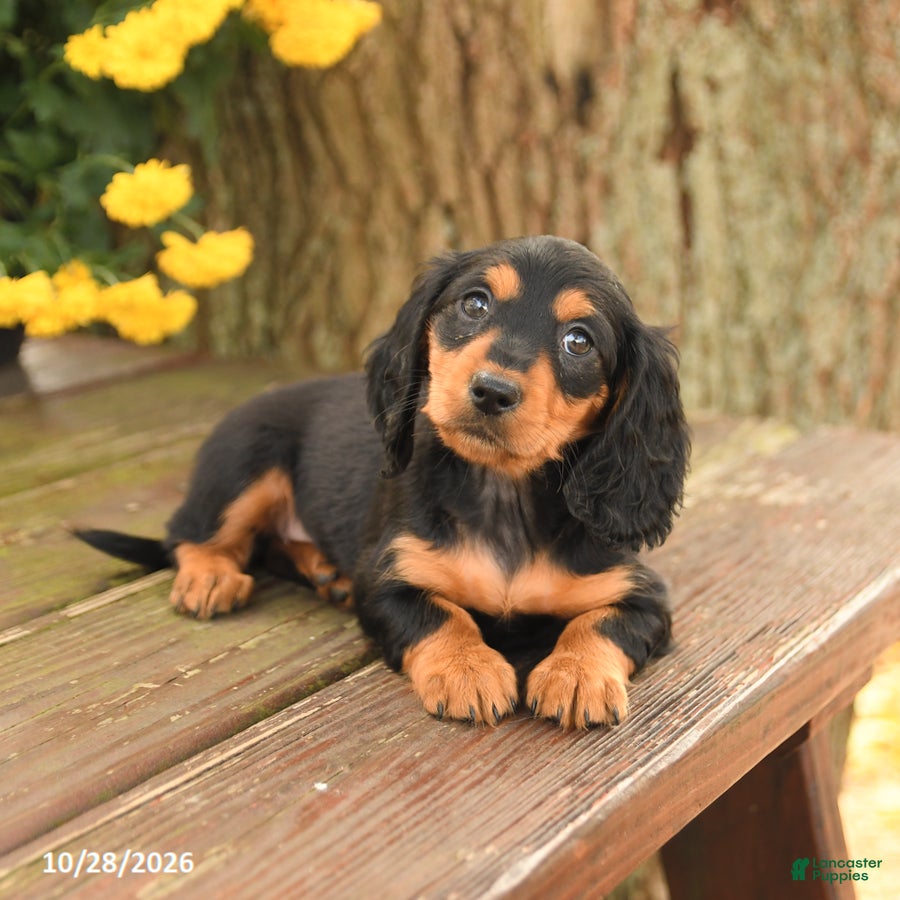 Miniature Dachshund dogs for sale: Diamond - Ad 2