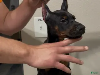 Doberman Pinscher dogs for sale: Doberman Pinscher 1 - Ad 3