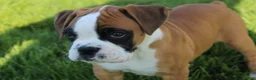 Boxer dogs for sale: Gus - Ad 7