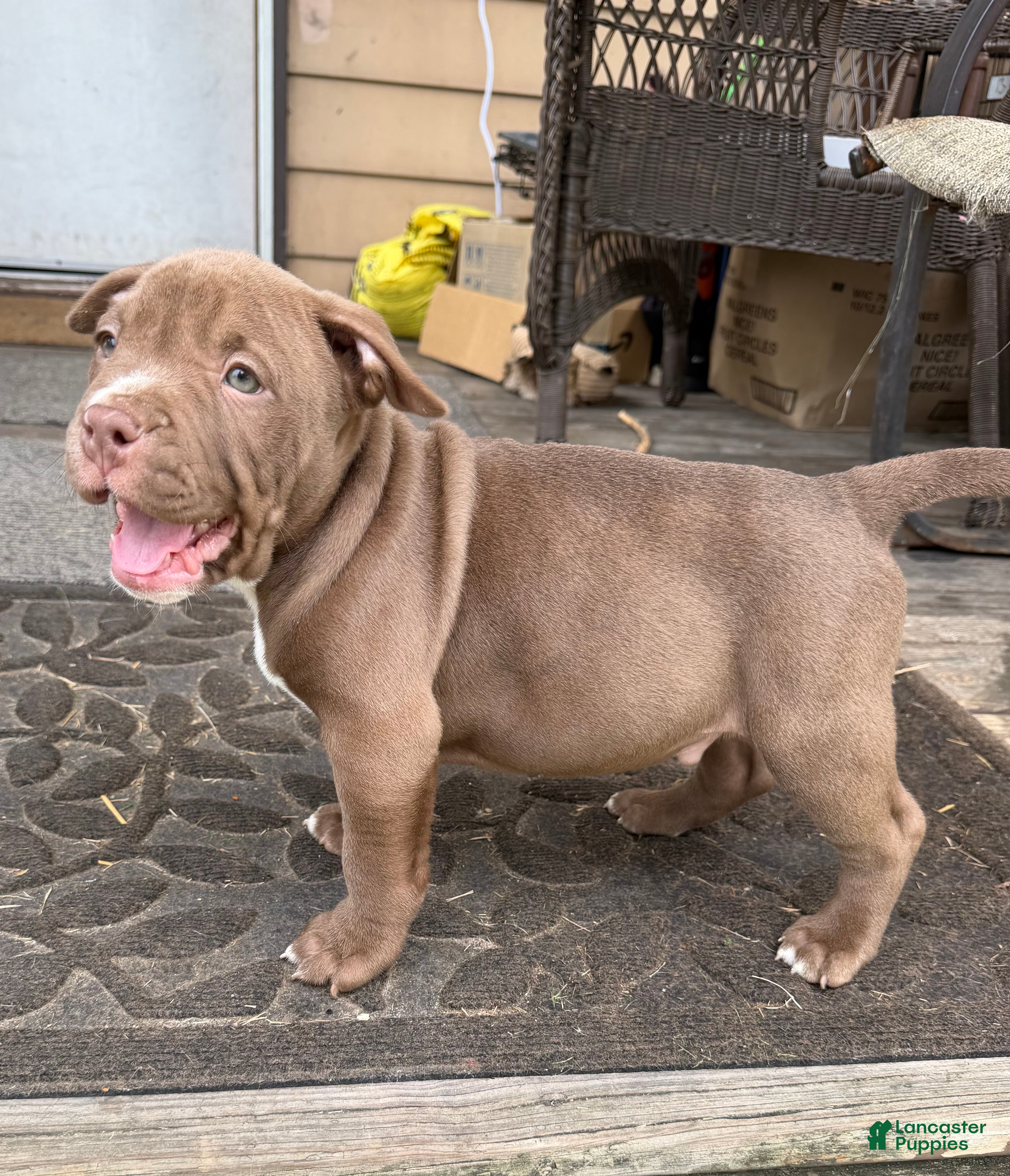 American Bully dogs Floki - Ad 2