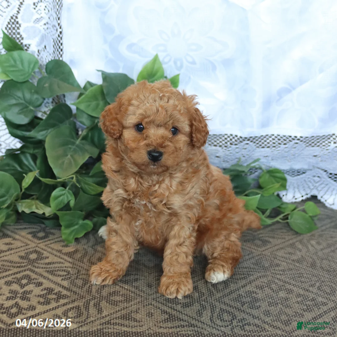 Mini Aussiedoodle dogs for sale: Tessa  - Ad 5