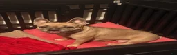 French Bulldog dogs for sale: Kristoff - Ad 2
