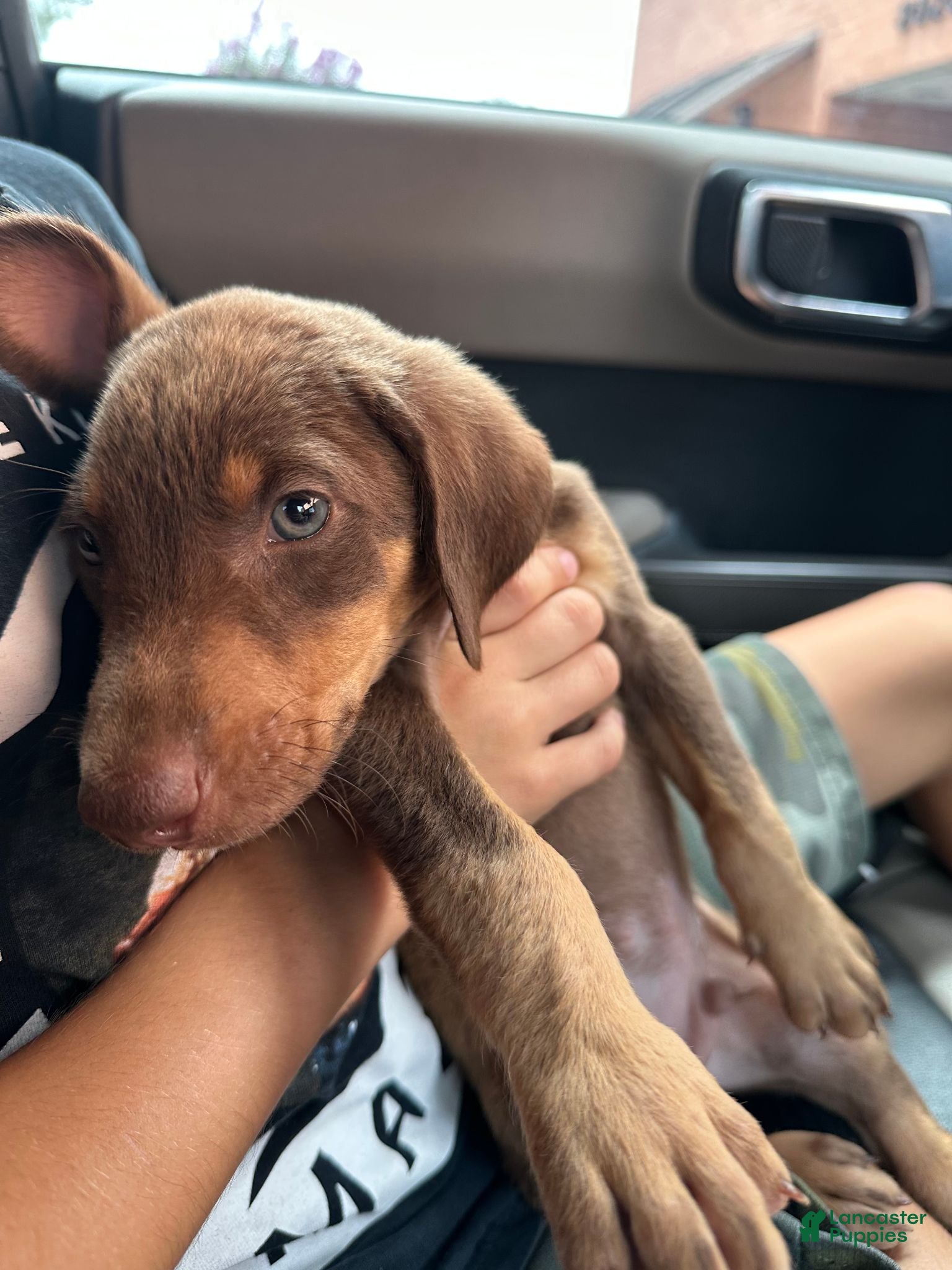 Doberman Pinscher dogs Doberman Pinscher 1 - Ad 14