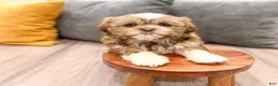 Shih Tzu dogs for sale: Skye - Ad 3