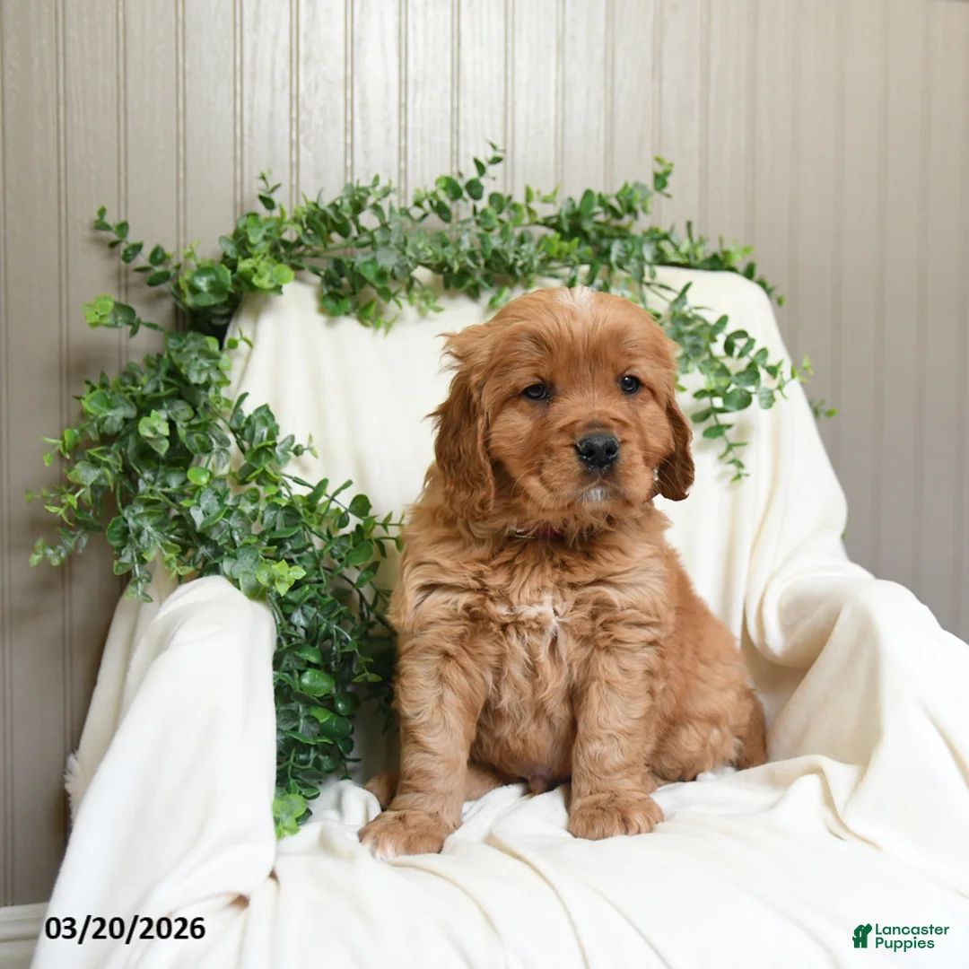 Miniature Golden Retriever dogs for sale: James   - Ad 1