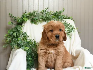 Miniature Golden Retriever dogs for sale: James - Ad 4