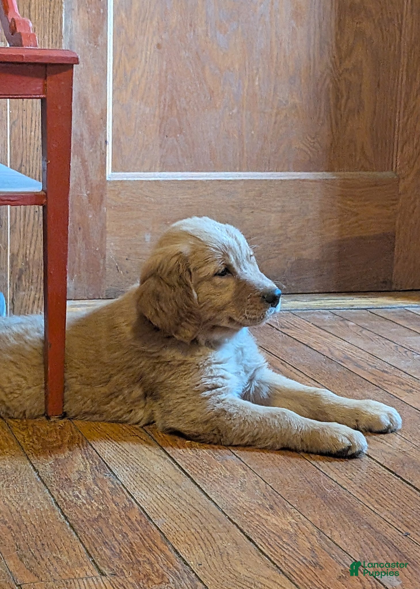 Golden Retriever dogs Coconut - Ad 1