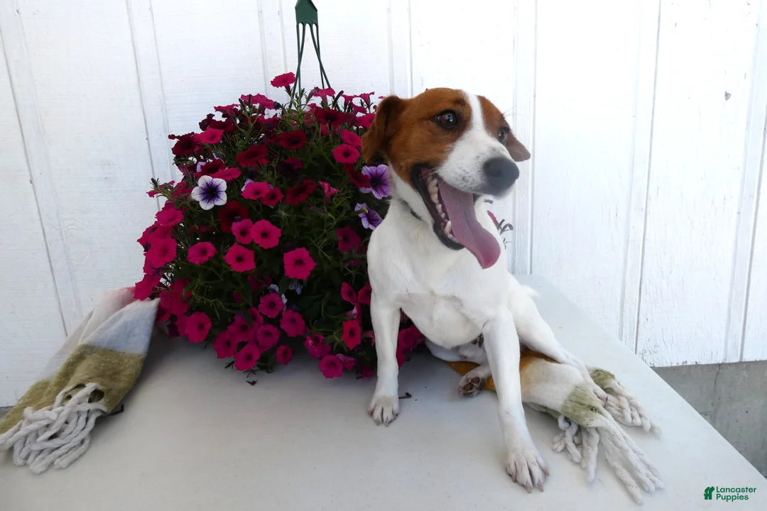 Jack Russell Terrier dogs for sale: Jack Russell Terrier Puppy 1 Max - Ad 5