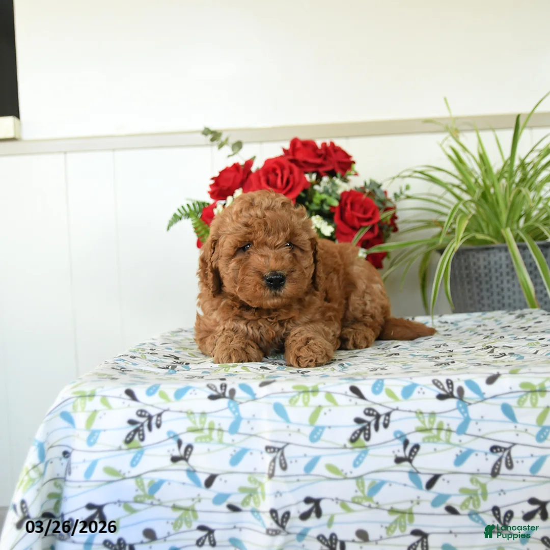 Mini Goldendoodle dogs for sale: Willy - Ad 3