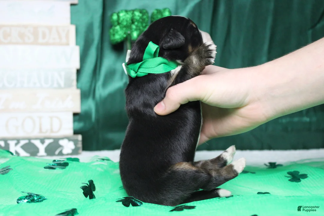 Bernese Mountain Dog dogs for sale: Cooper  - Ad 4