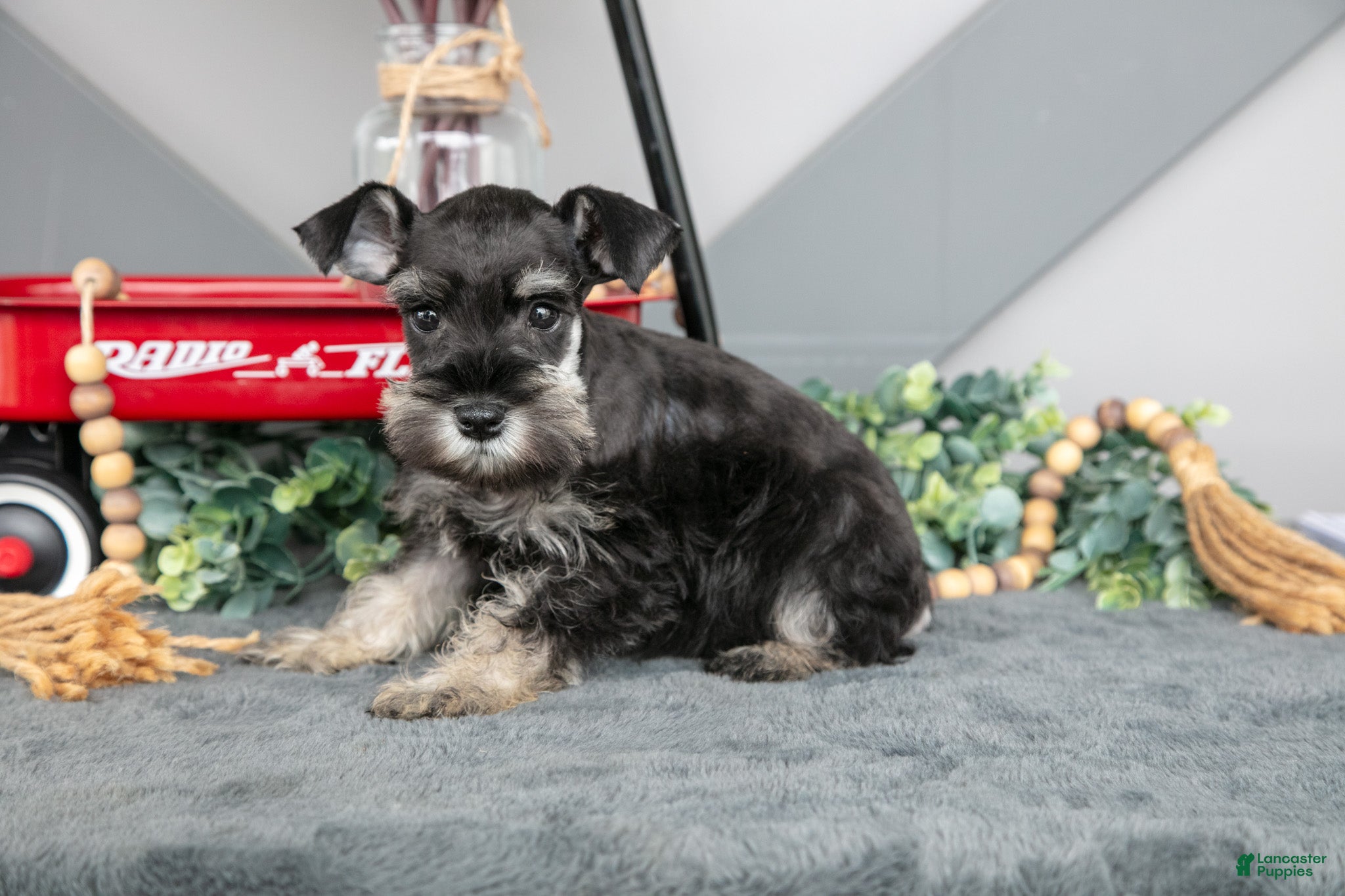 Miniature Schnauzer dogs for sale: Lucas - Ad 1