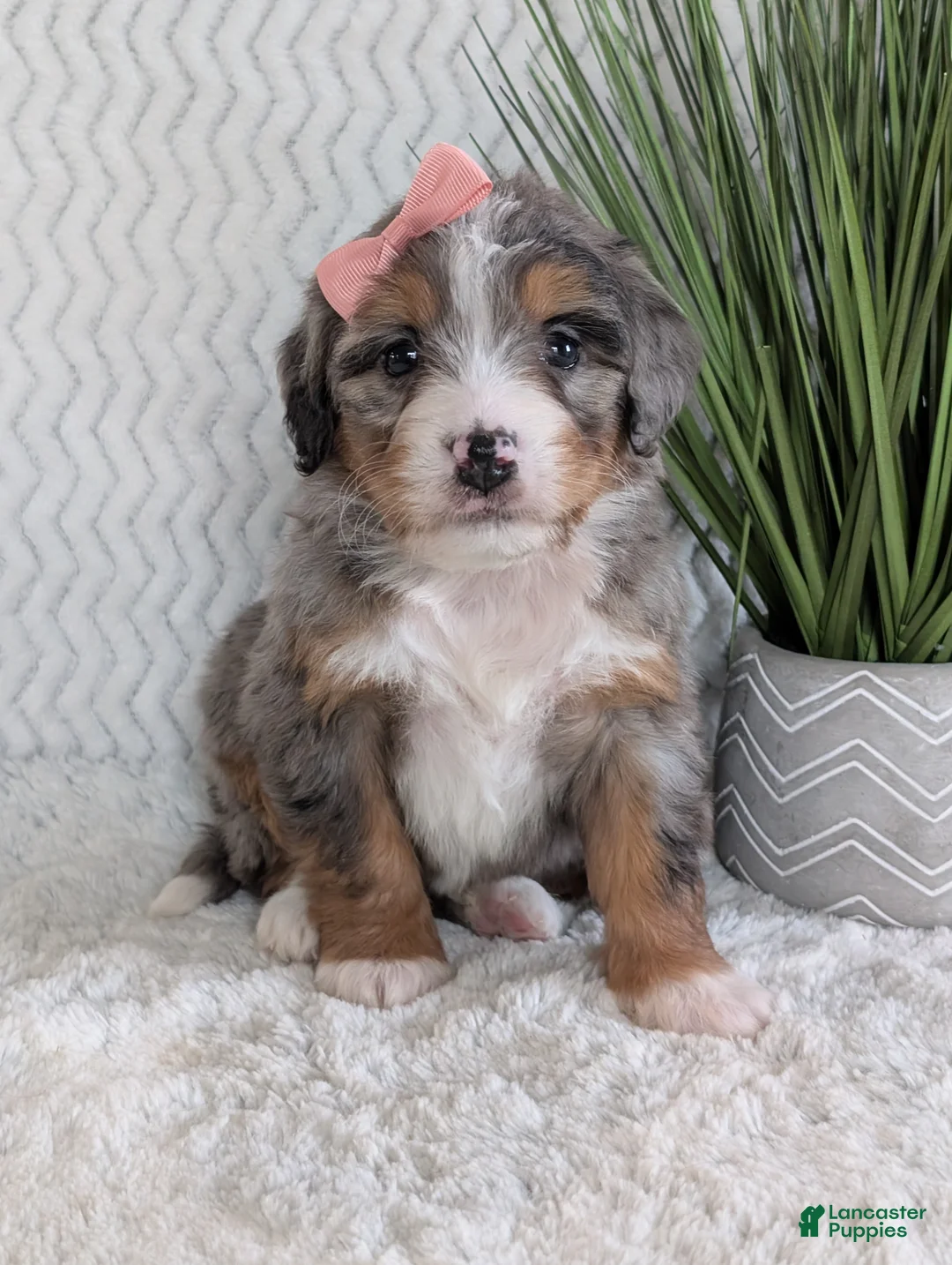 Mini Bernedoodle dogs for sale: Mini Pippa  - Ad 6