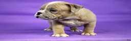 American Bully dogs for sale: Fawn Merle Female 2 - Ad 6