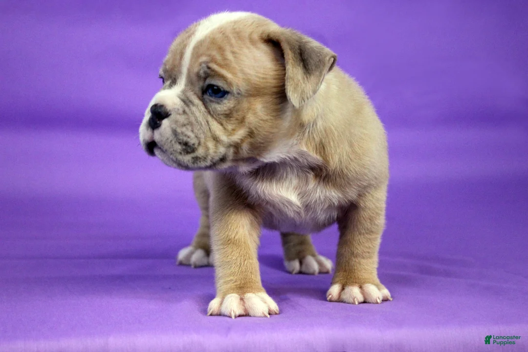 American Bully dogs for sale: Fawn Merle Female 2 - Ad 6