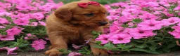 Golden Retriever dogs for sale: Quinny 🐾  - Ad 4