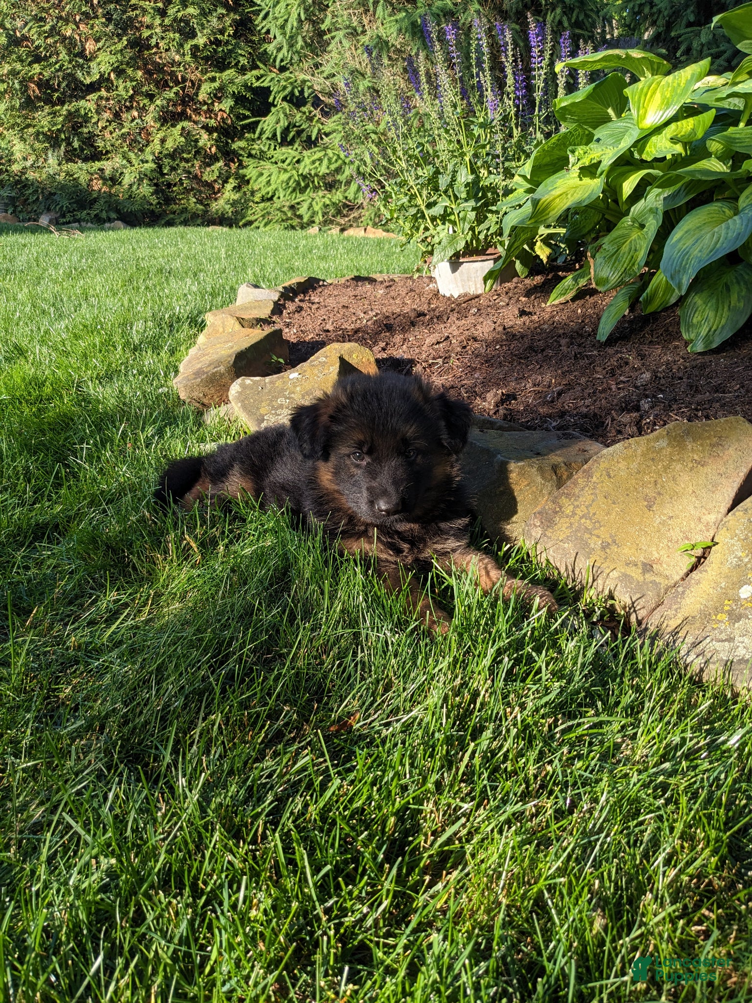 German Shepherd dogs German Shepherd Puppy 3 - Ad 1