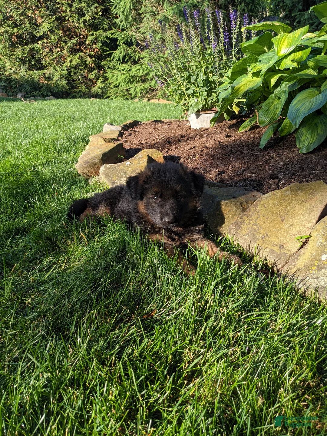 German Shepherd dogs for sale: German Shepherd Puppy 3 - Ad 1