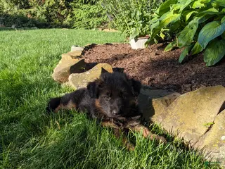 German Shepherd dogs for sale: German Shepherd Puppy 3 - Ad 4