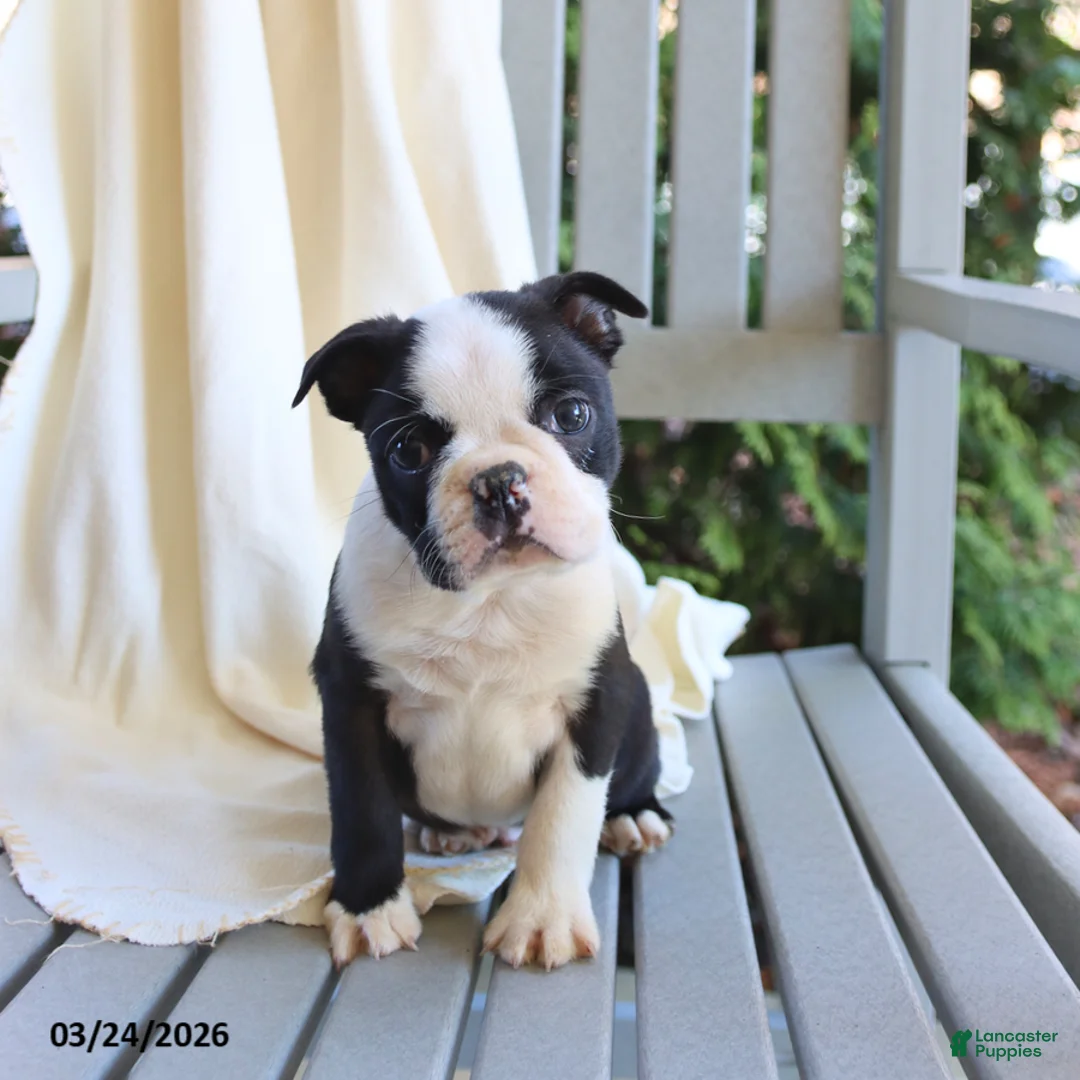 Boston Terrier dogs for sale: Cody - Ad 6