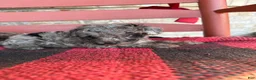Mini Aussiedoodle dogs for sale: Otis - Ad 2