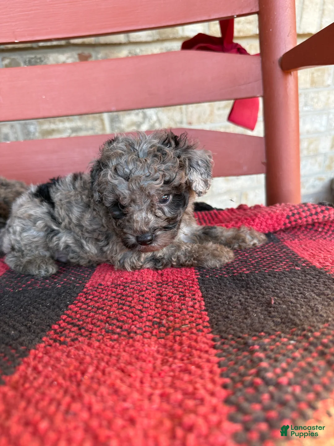 Mini Aussiedoodle dogs for sale: Otis - Ad 2