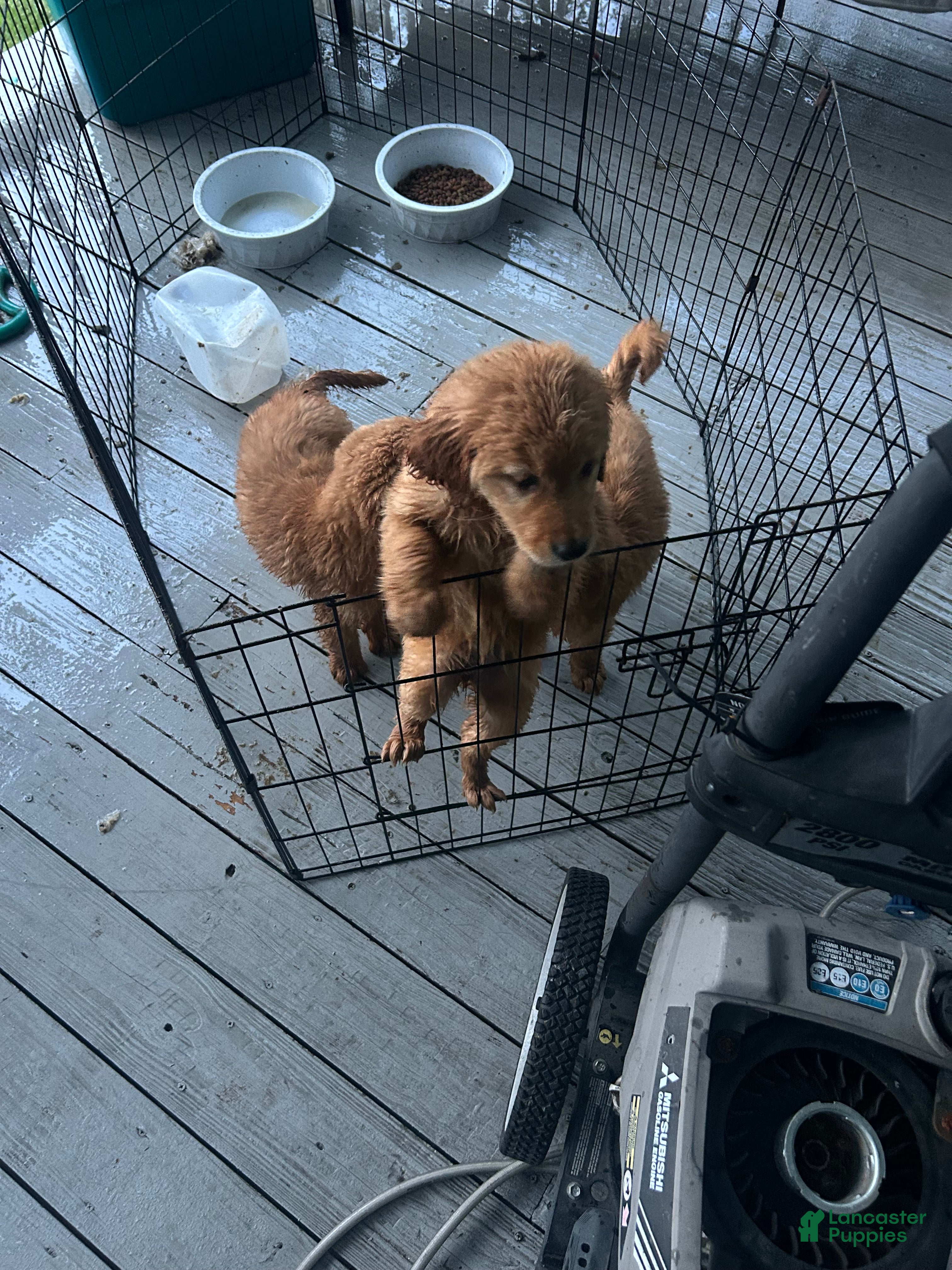 Golden Retriever dogs Golden Retriever 3 - Ad 3