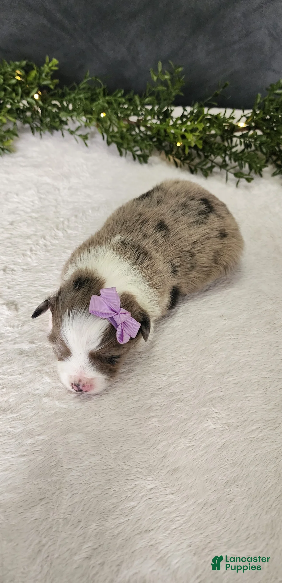 Miniature Australian Shepherd dogs for sale: Luna - Ad 5