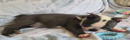 Boston Terrier dogs for sale: Charlie - Ad 8