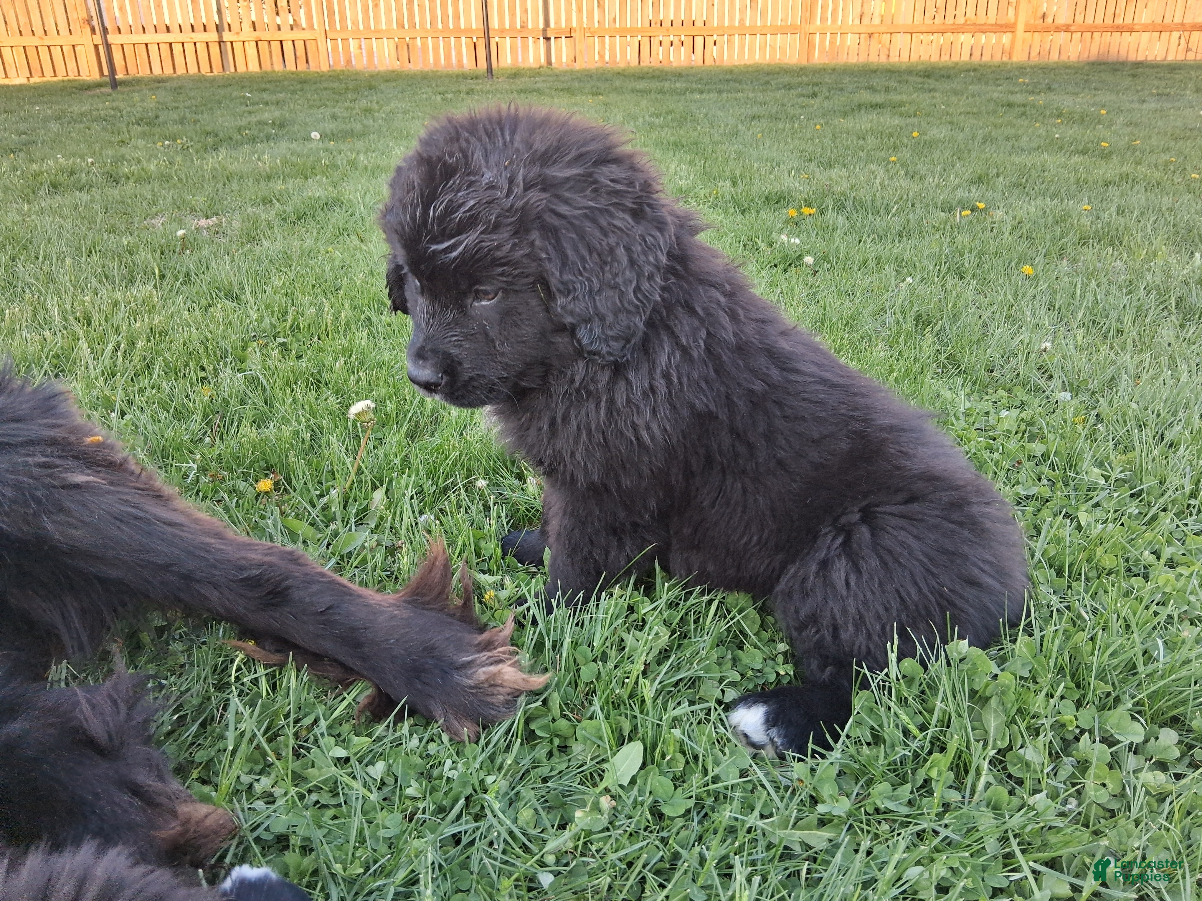 Mixed Breed dogs Chase - Ad 2