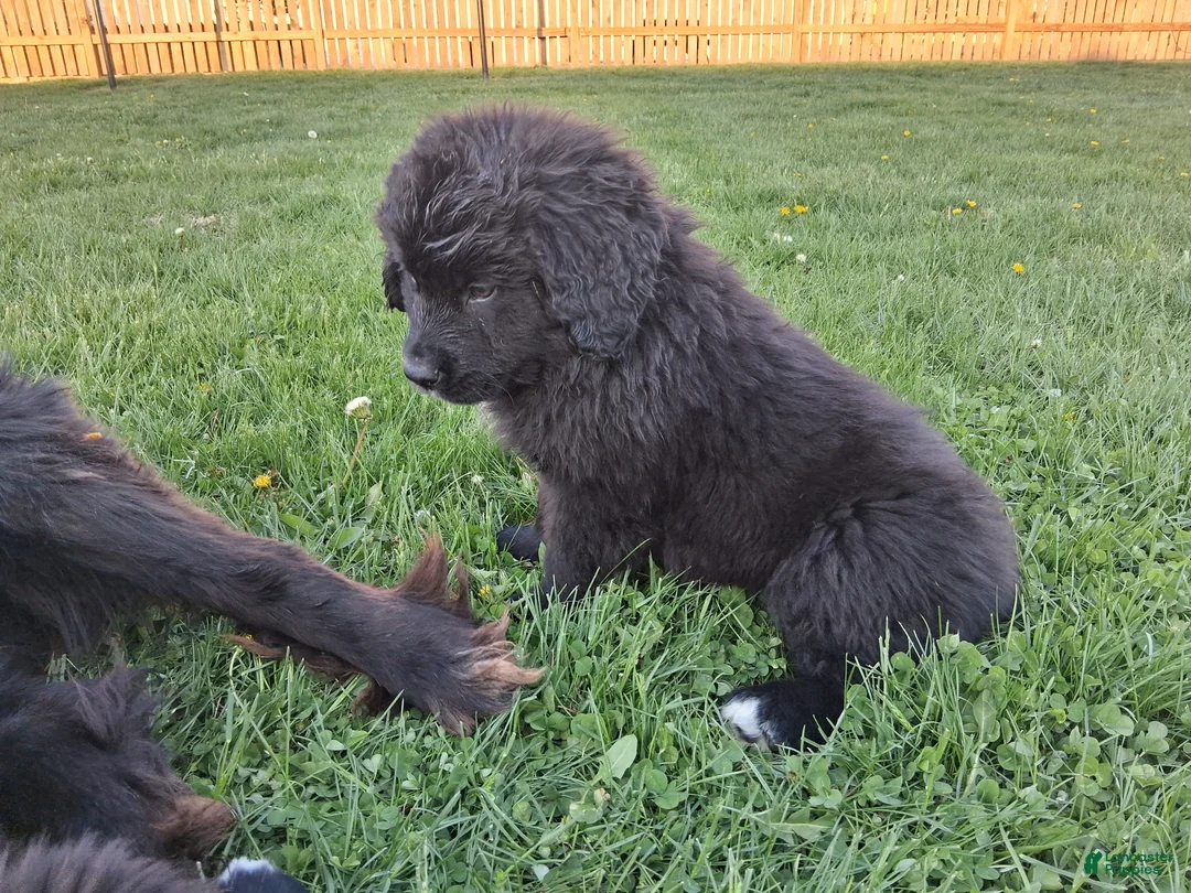 Mixed Breed dogs for sale: Chase - Ad 2