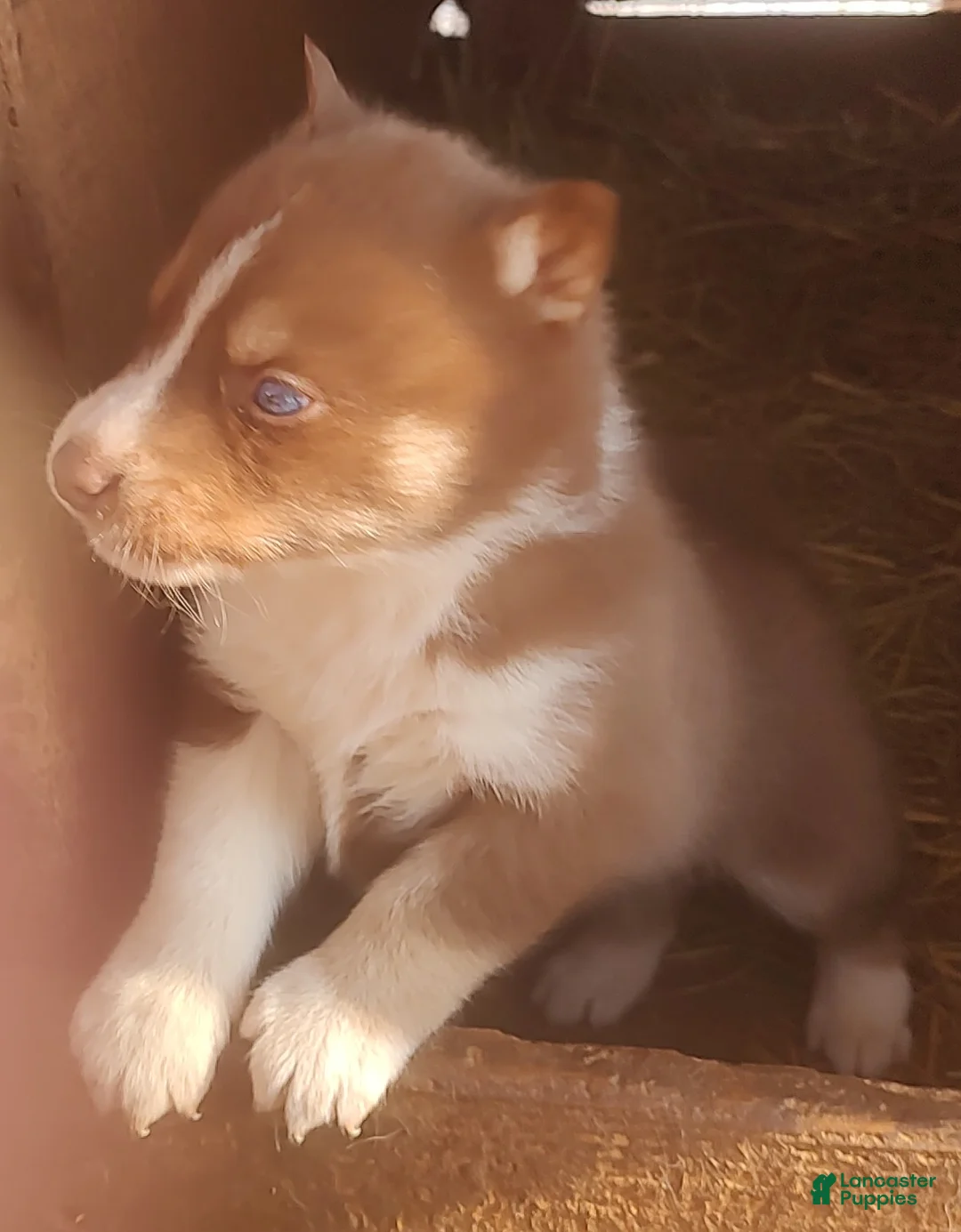 Siberian Husky dogs for sale: Siberian Husky Puppy 1 - Ad 9