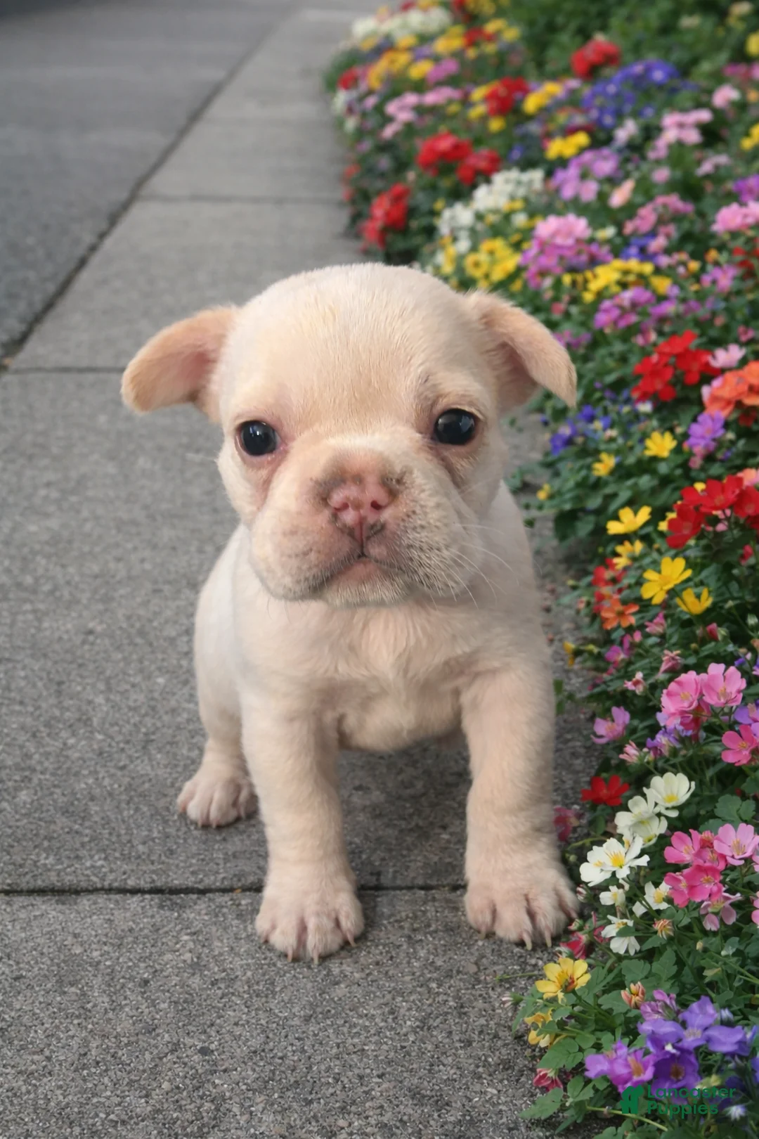 French Bulldog dogs for sale: French Bulldog Puppy  - Ad 2