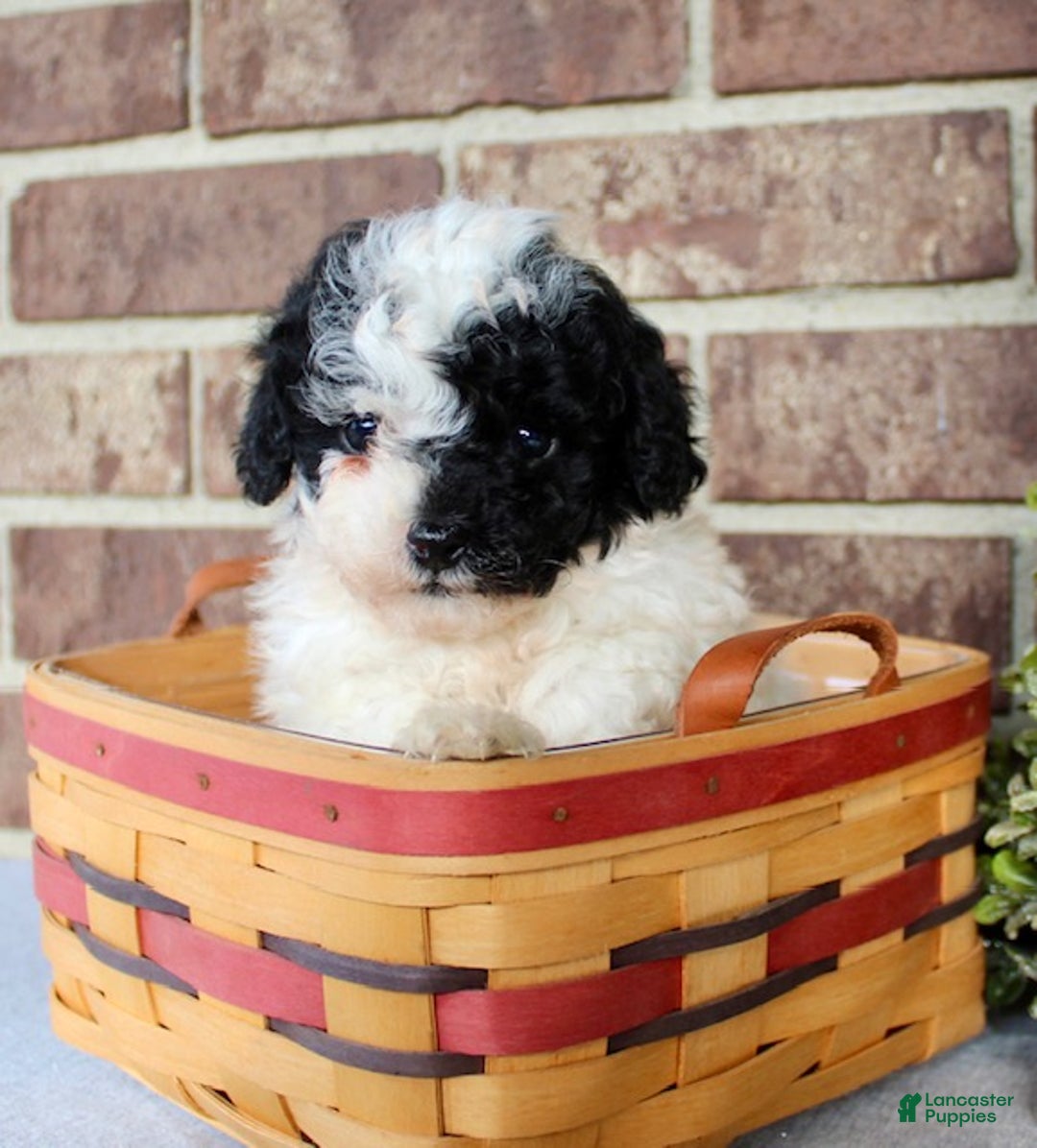 Miniature Poodle dogs for sale: Buddy - Ad 7