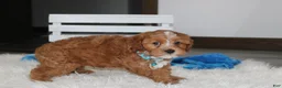 Cockapoo dogs for sale: Freddy  - Ad 14
