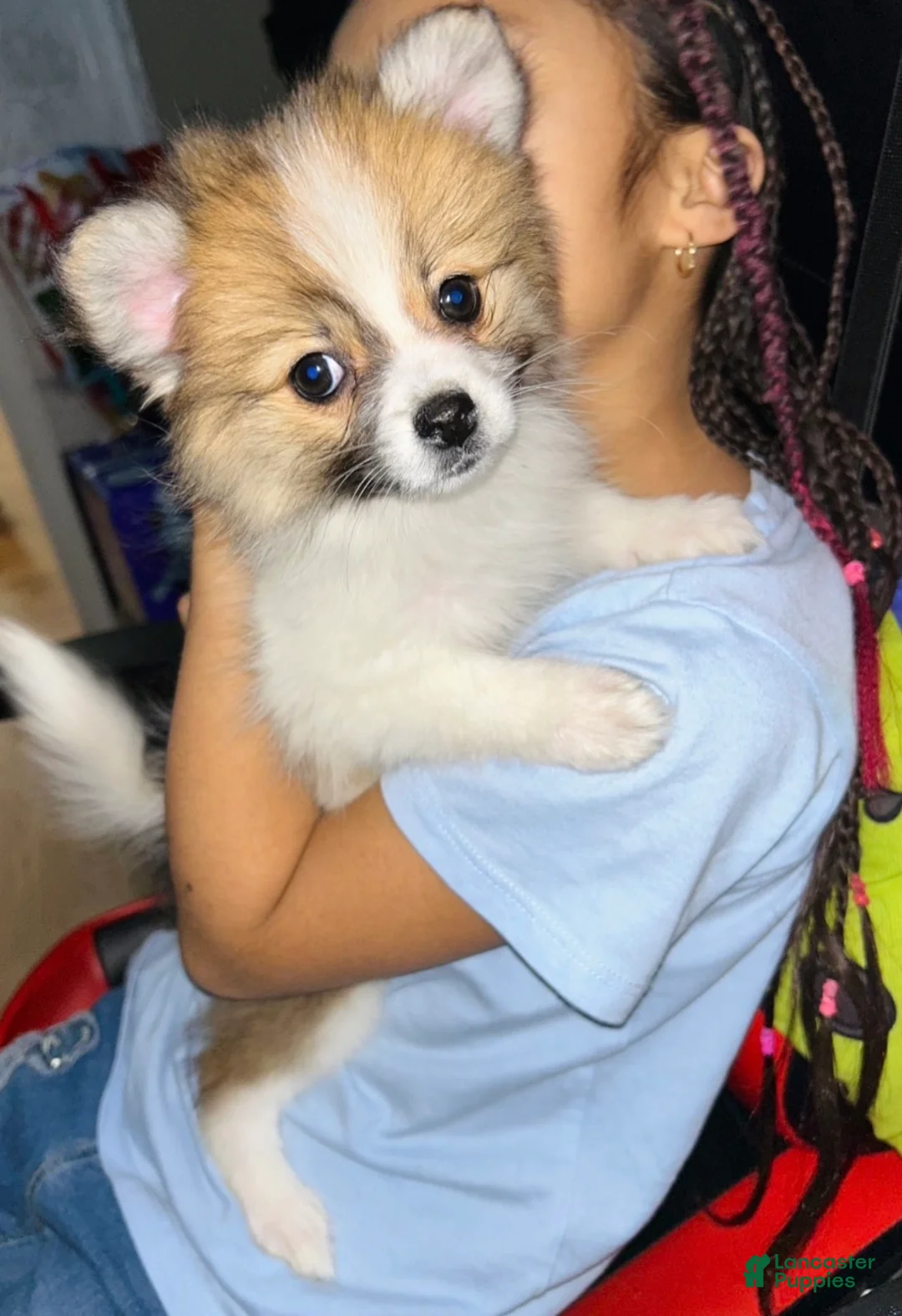 Pomeranian dogs for sale: Pomeranian Pups - Ad 2