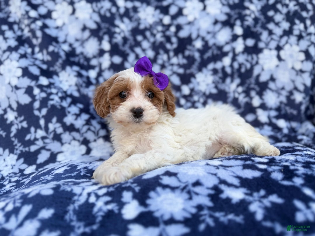 Cavapoo dogs for sale: Opal - Ad 1