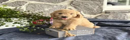 Goldendoodle dogs for sale: Nelson - Ad 3