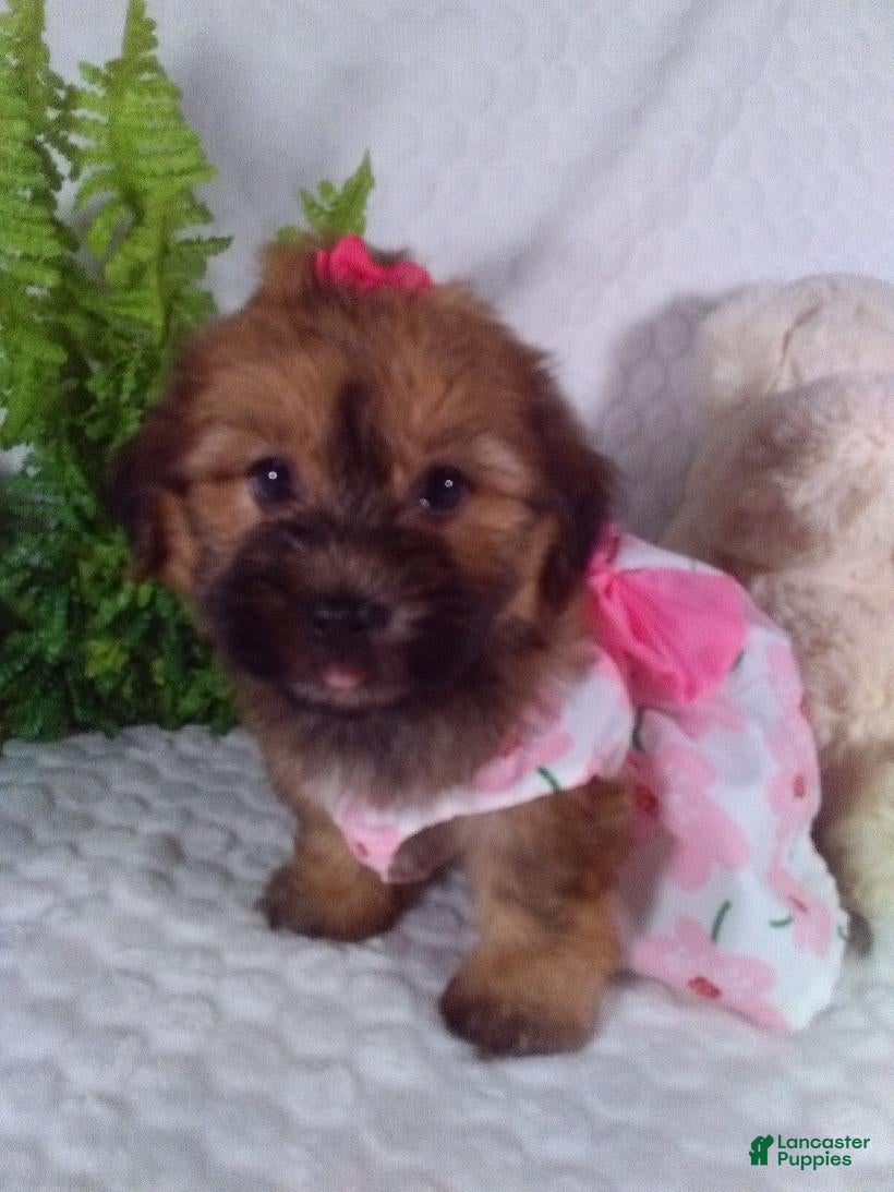 Yochon dogs Ginger  - Ad 1