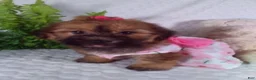 Yochon dogs for sale: Ginger  - Ad 1