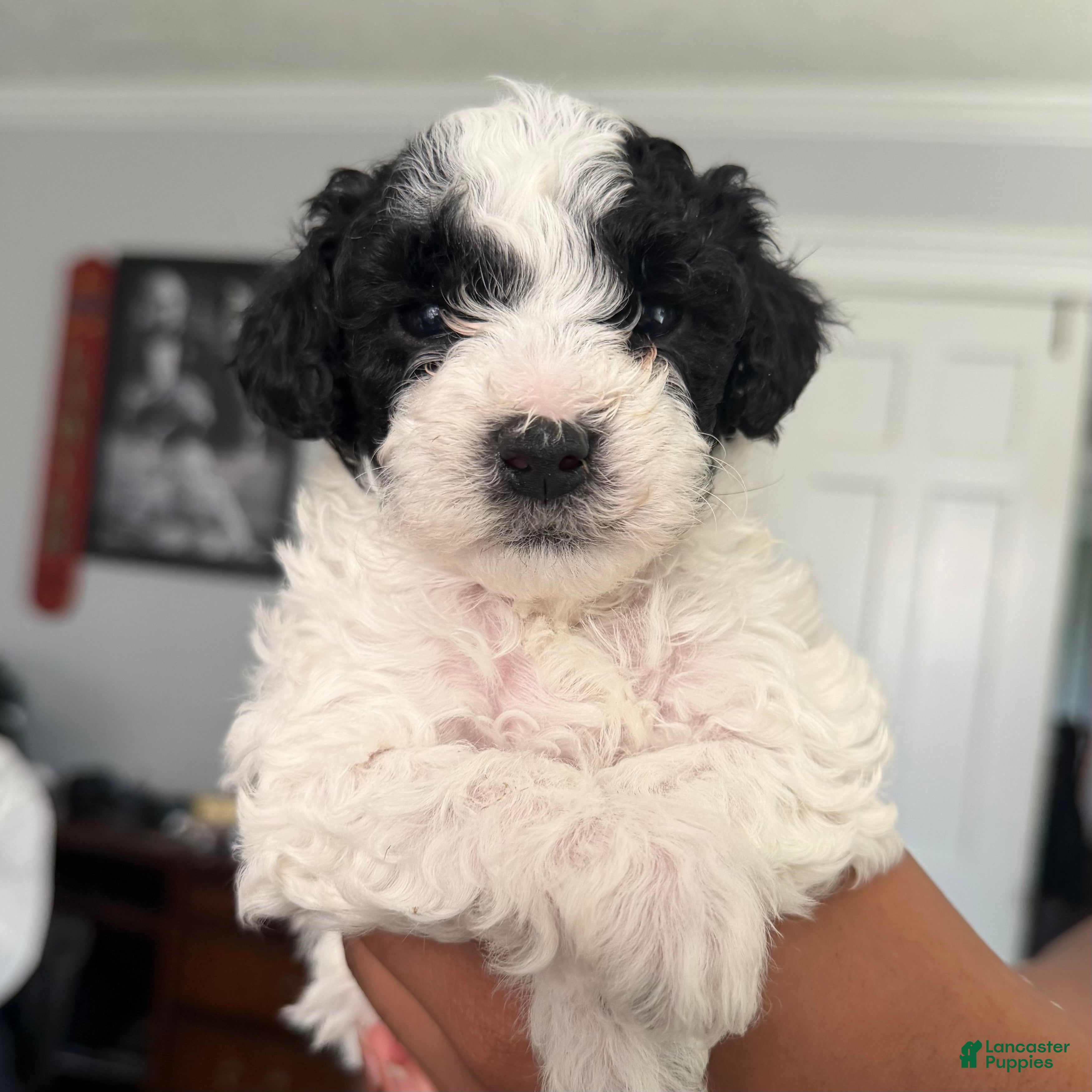 Yorkiepoo dogs Dolly - Ad 2