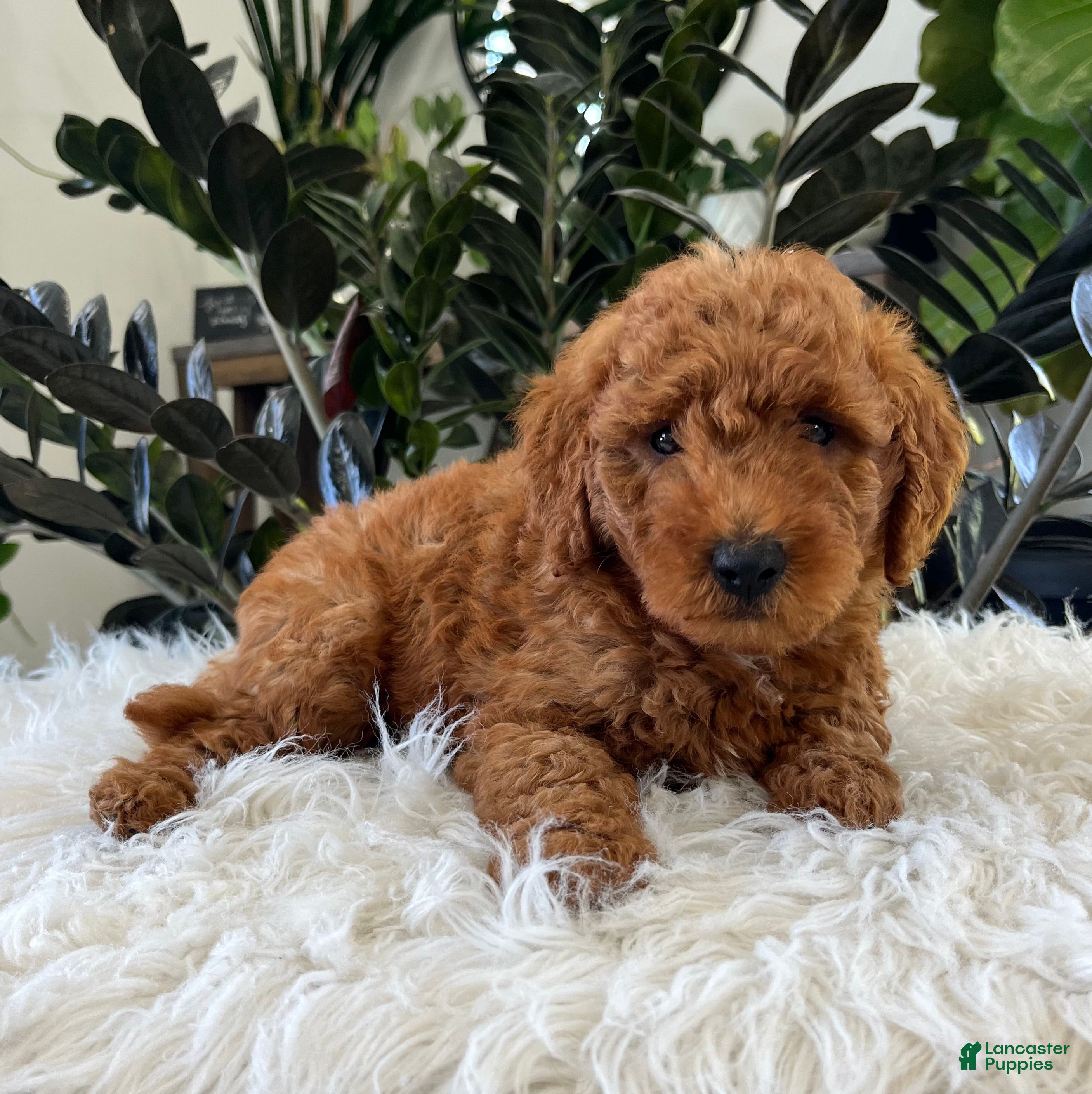 Mini Goldendoodle dogs Asher  - Ad 2