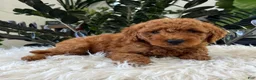 Mini Goldendoodle dogs for sale: Asher  - Ad 2